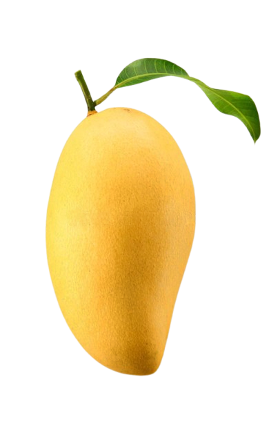 차운사 망고 1kg